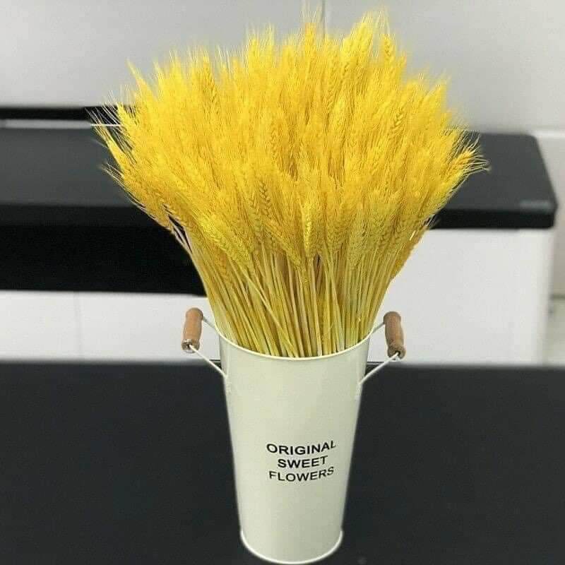 sét 1 bó BÔNG LÚA MẠCH KHÔ