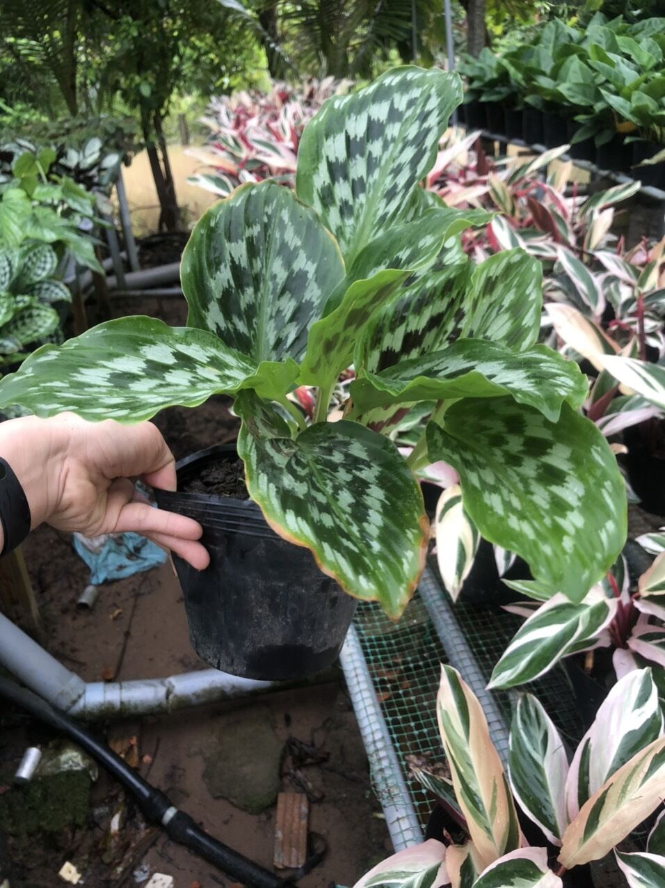 Cây đuôi công calathea merak