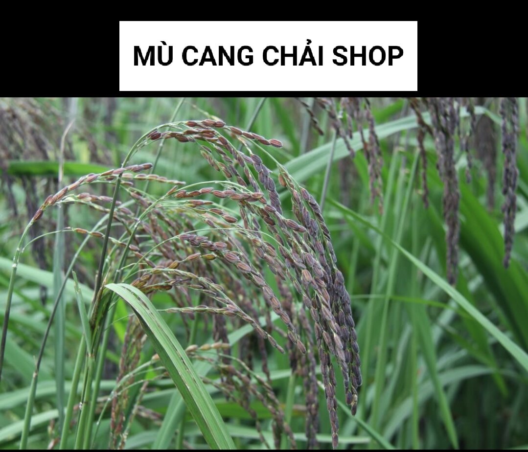 Hạt giống lúa nếp cẩm chuẩn nếp người Mông túi 500g