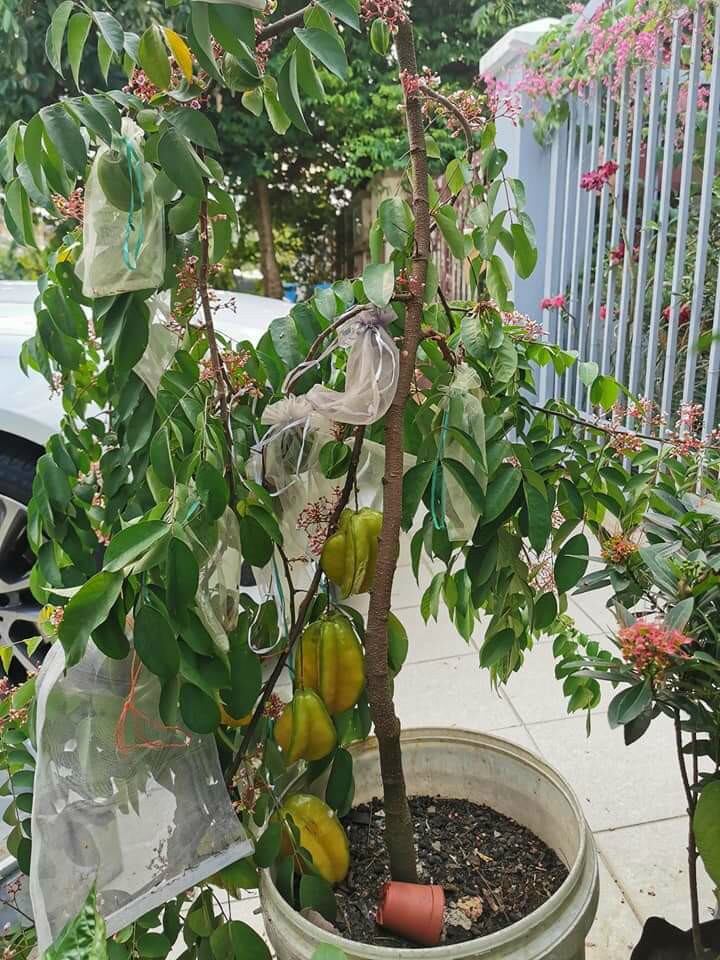 khế thái đang trái