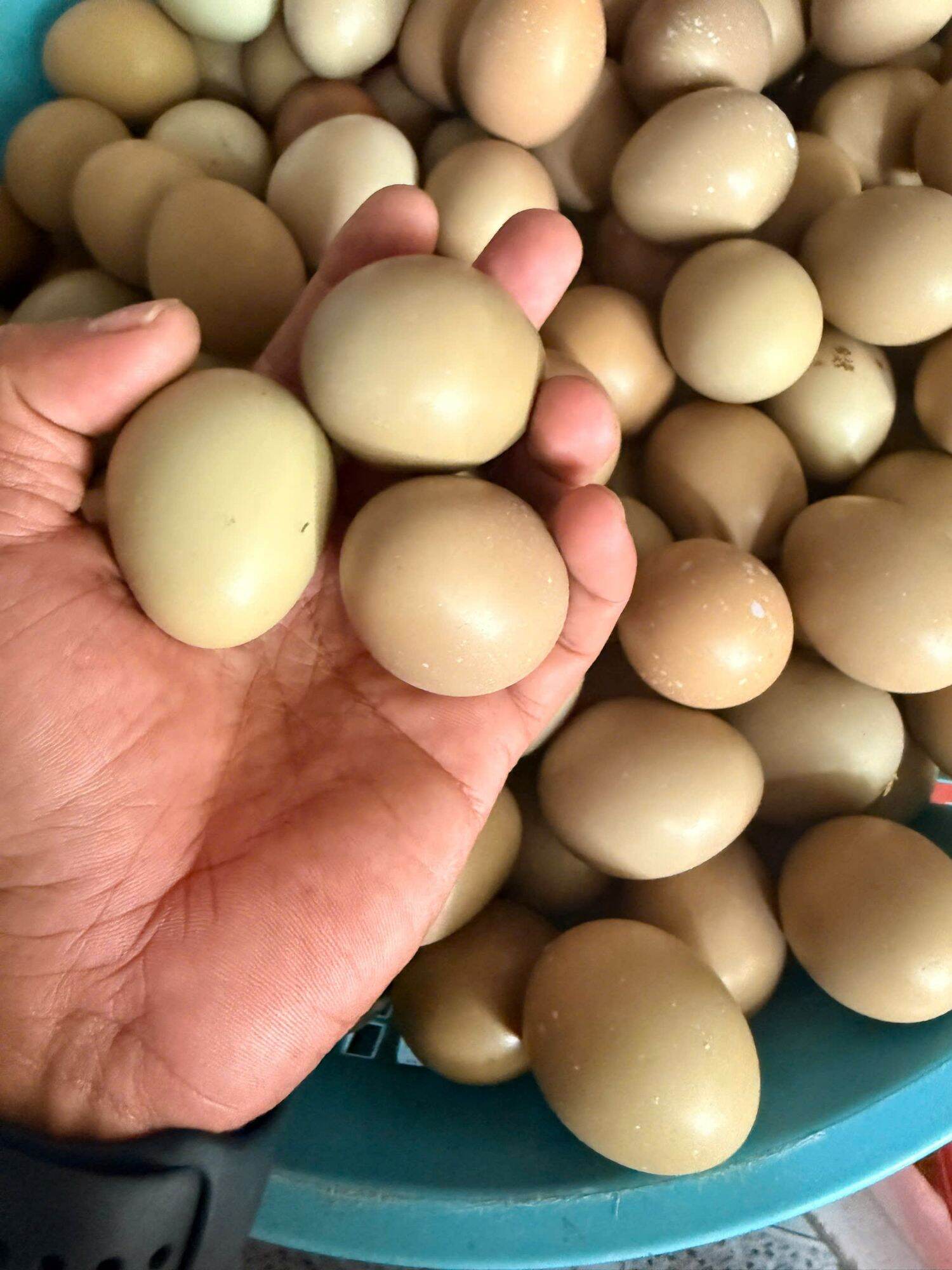 5 trứng chim trĩ bổ dưỡng