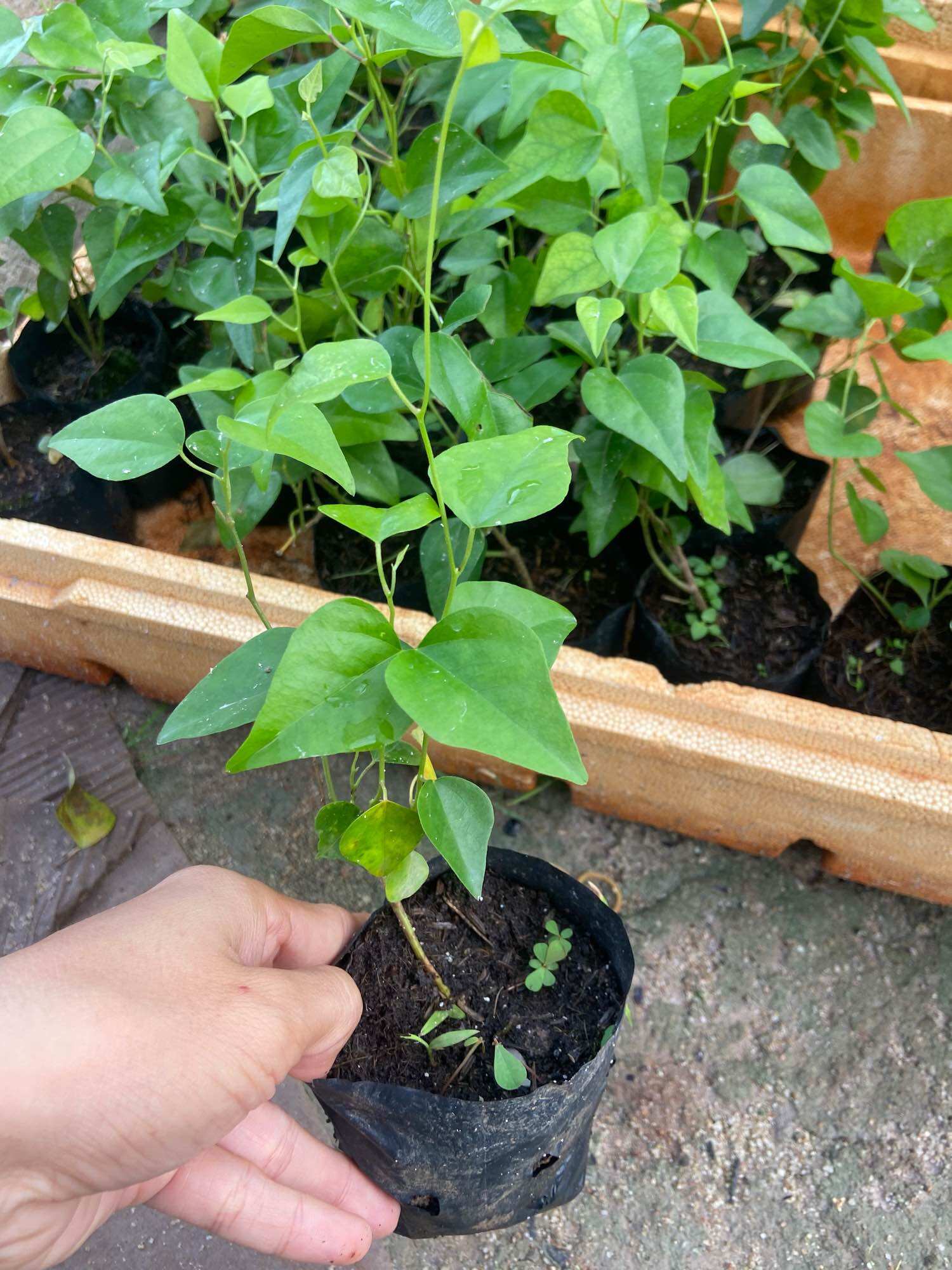 Cây giống sương sâm (sâm trơn)