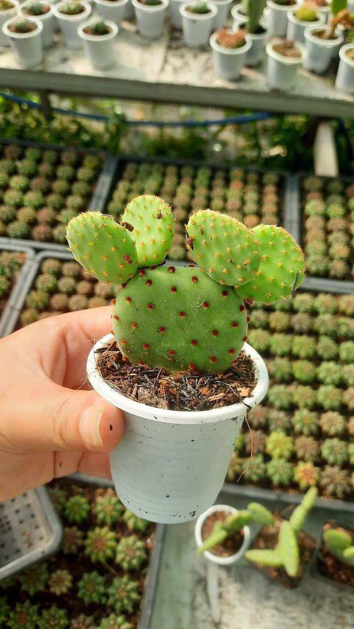 Xương Rồng Tai Thỏ Mickey