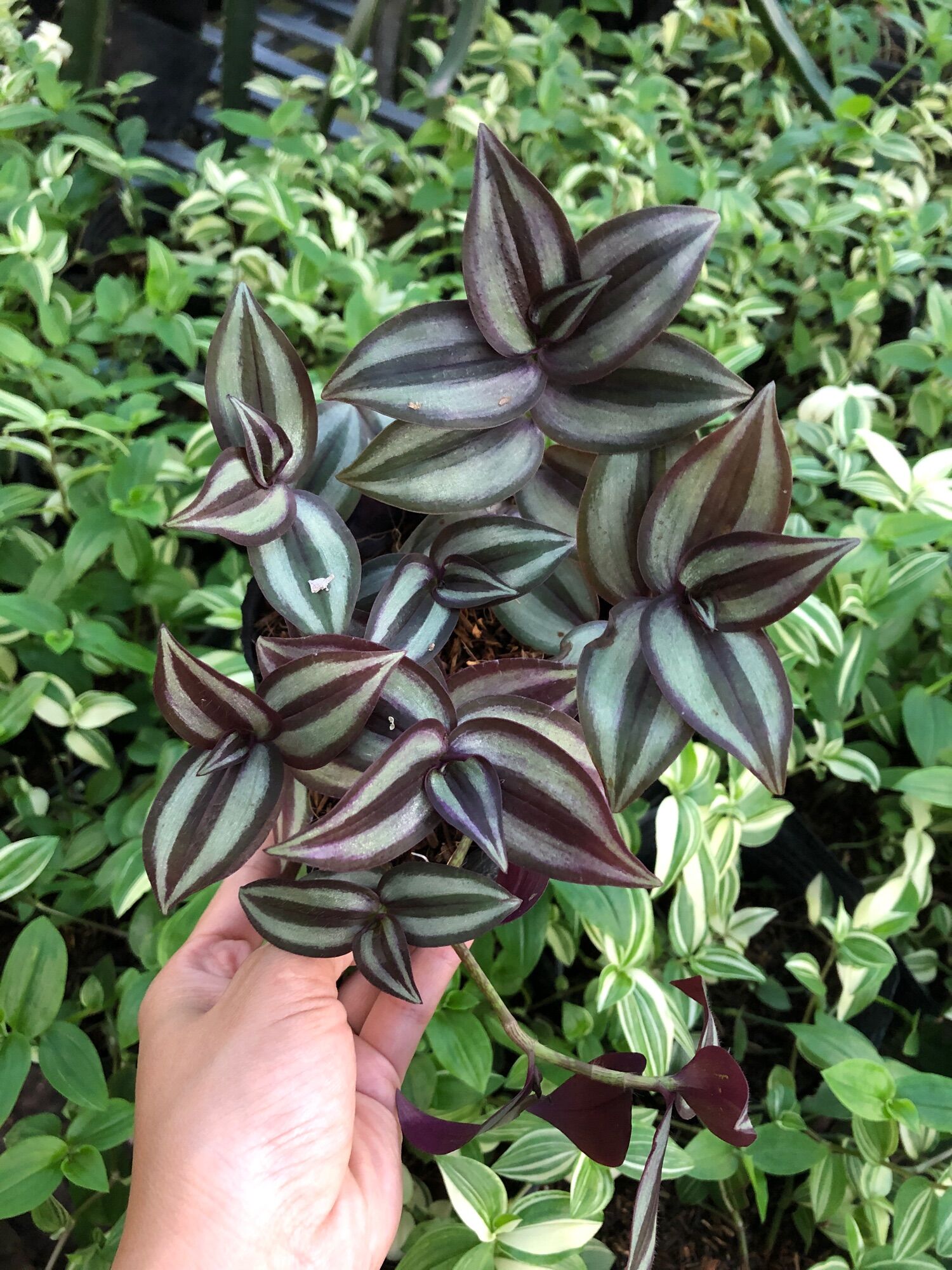 Cây thài lài sọc tím