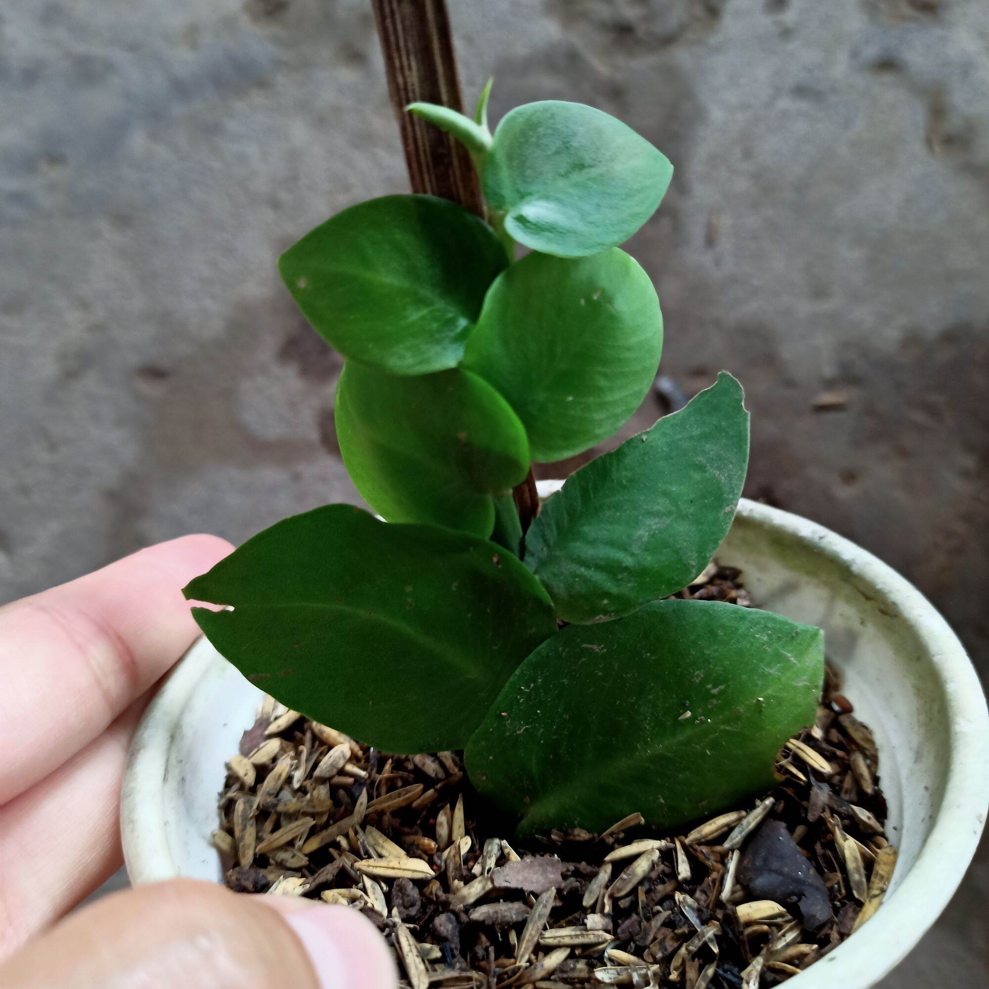 Chậu cây tắc kè thái leo cột