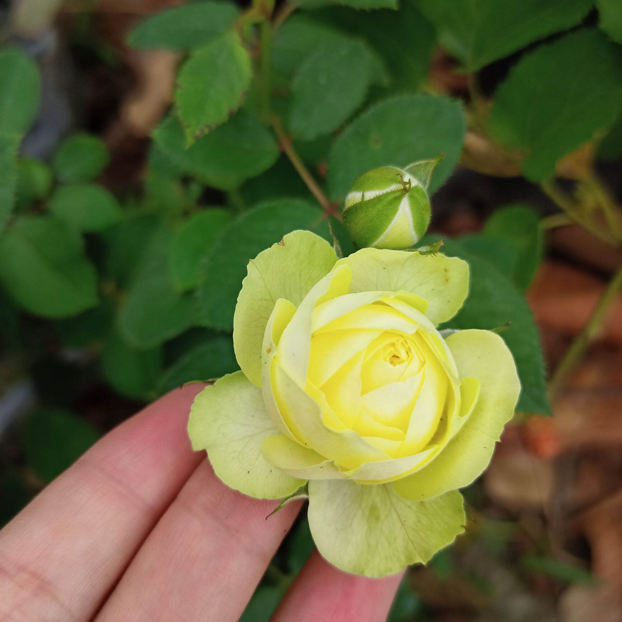 Hoa hồng creamy eden cao từ 40cm
