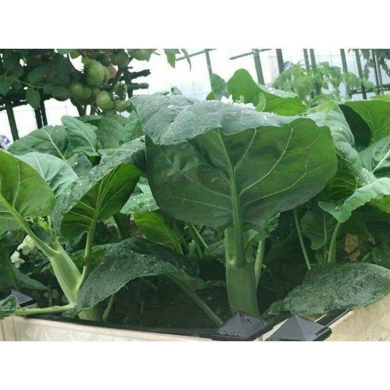 Hạt giống cải rổ ( cải làn ) thân mập dễ trồng gói 10gr