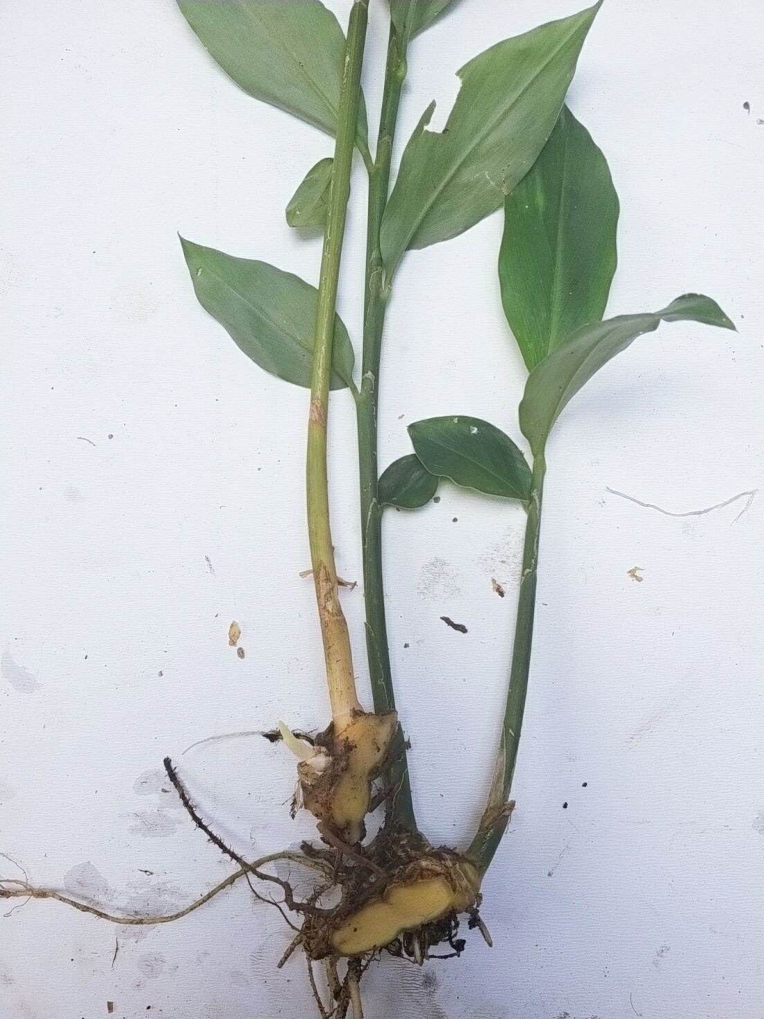 củ gừng gió tươi 1kg