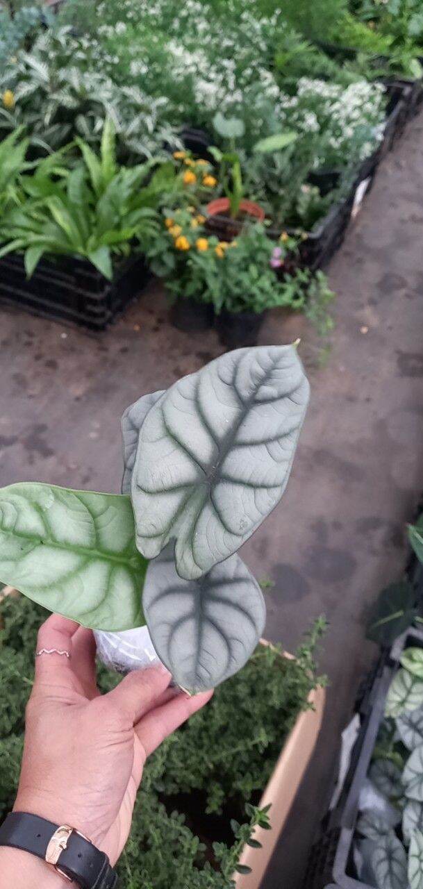 Cây Rồng Bạc - Alocasia Silver Dragon