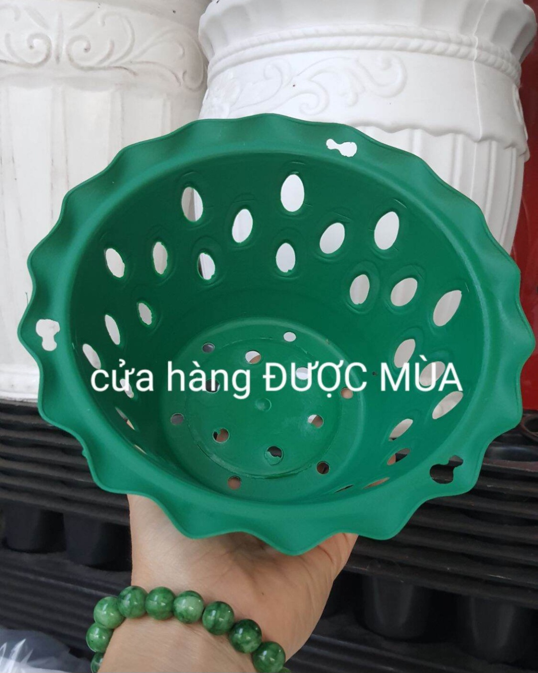 chậu nhựa trồng lan phi 16 miệng bèo 3 màu