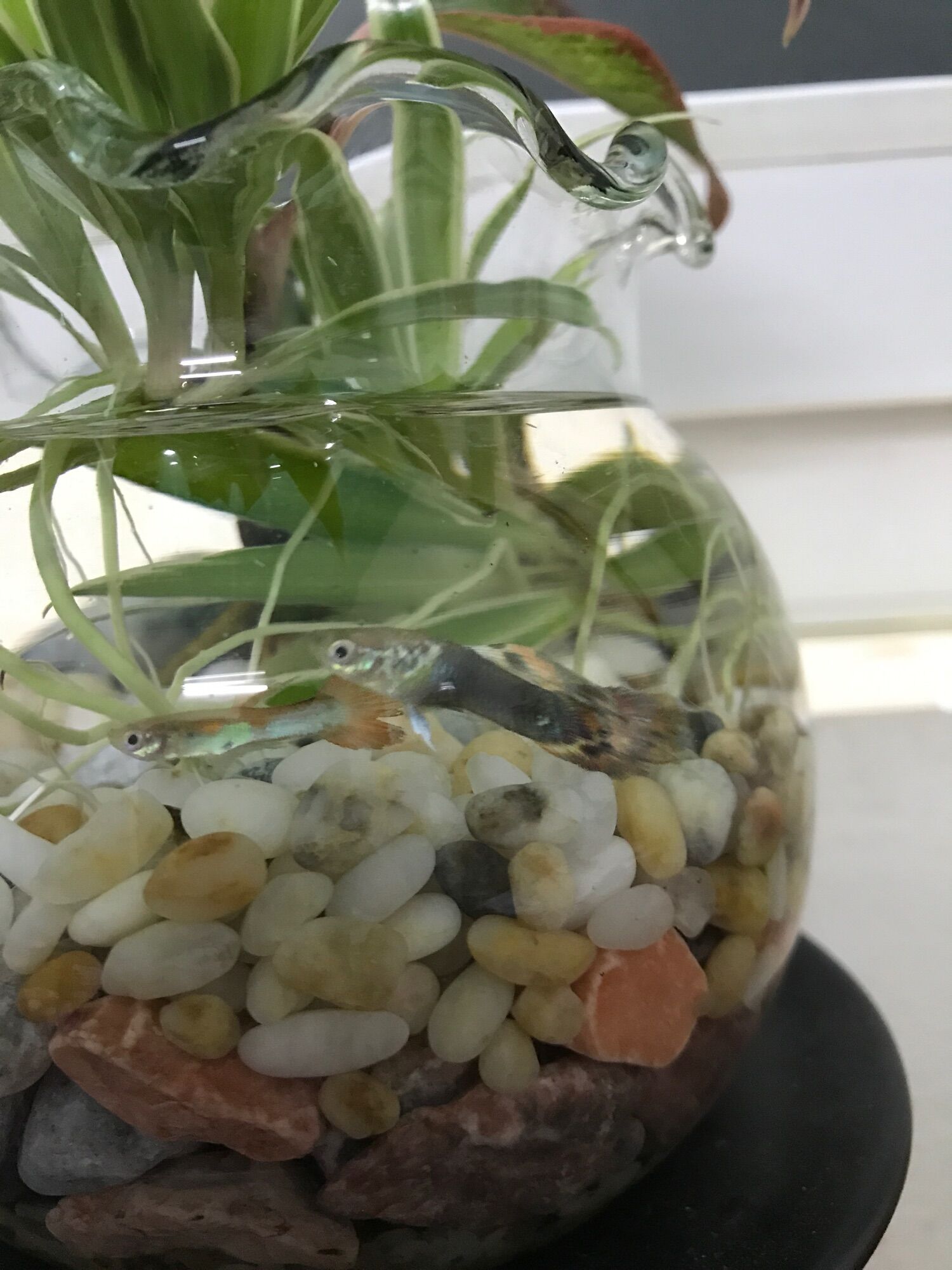 Sỏi màu tự nhiên trang trí (1kg)