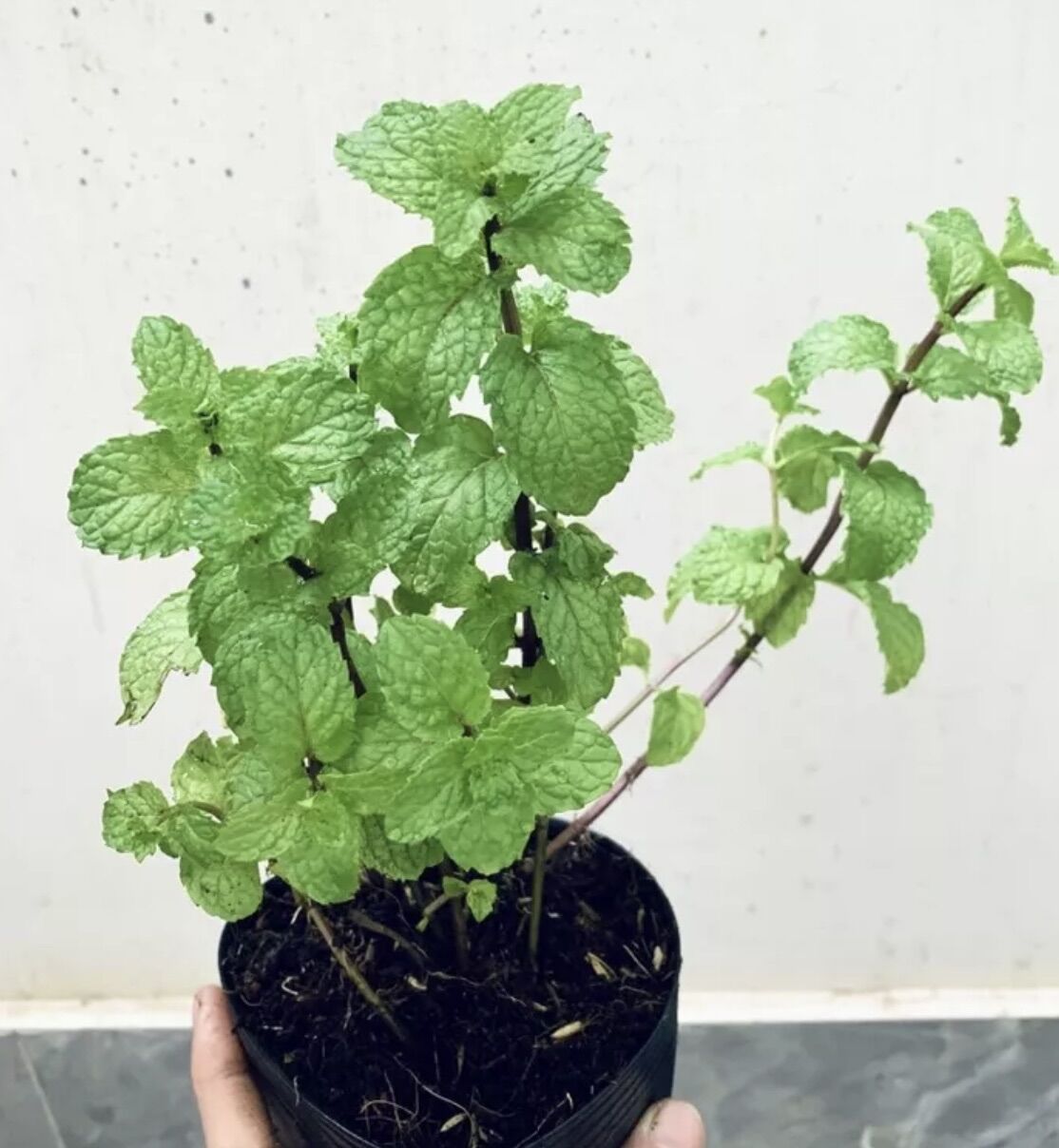 Chậu rau húng lủi- bạc hà Âu