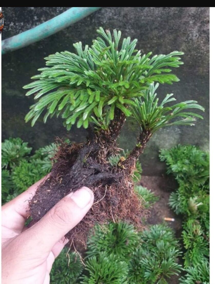 Cây Trường sinh thảo kiểng bonsai, công dụng diệu kỳ trong y học