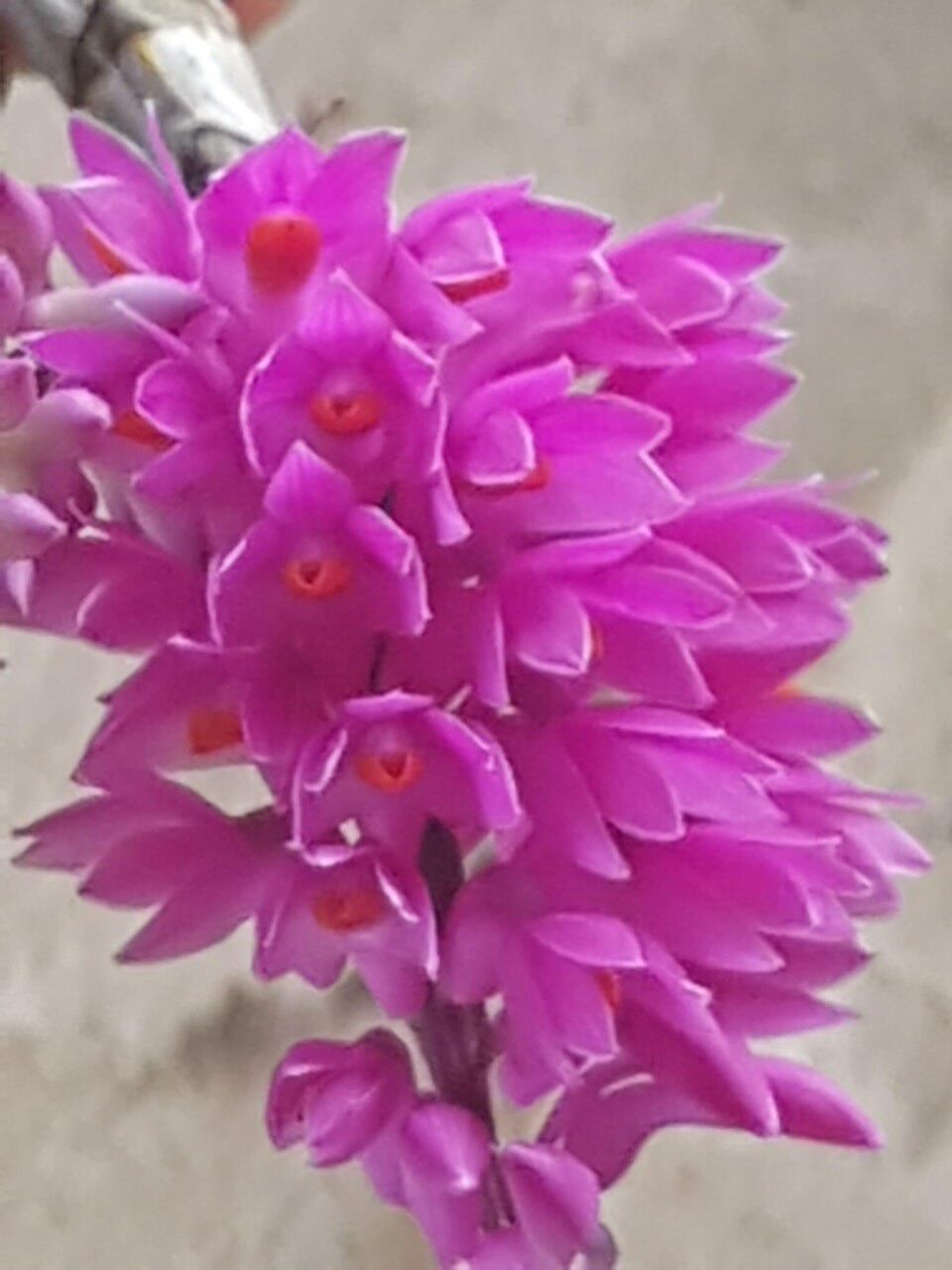 Hoa lan báo hỷ HOA TẾT