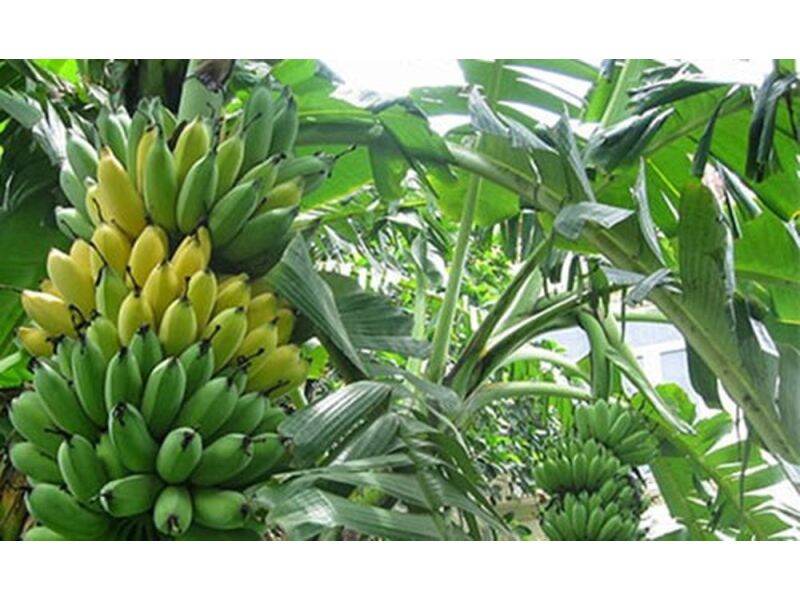 cây giống chuối ngự siêu sớm