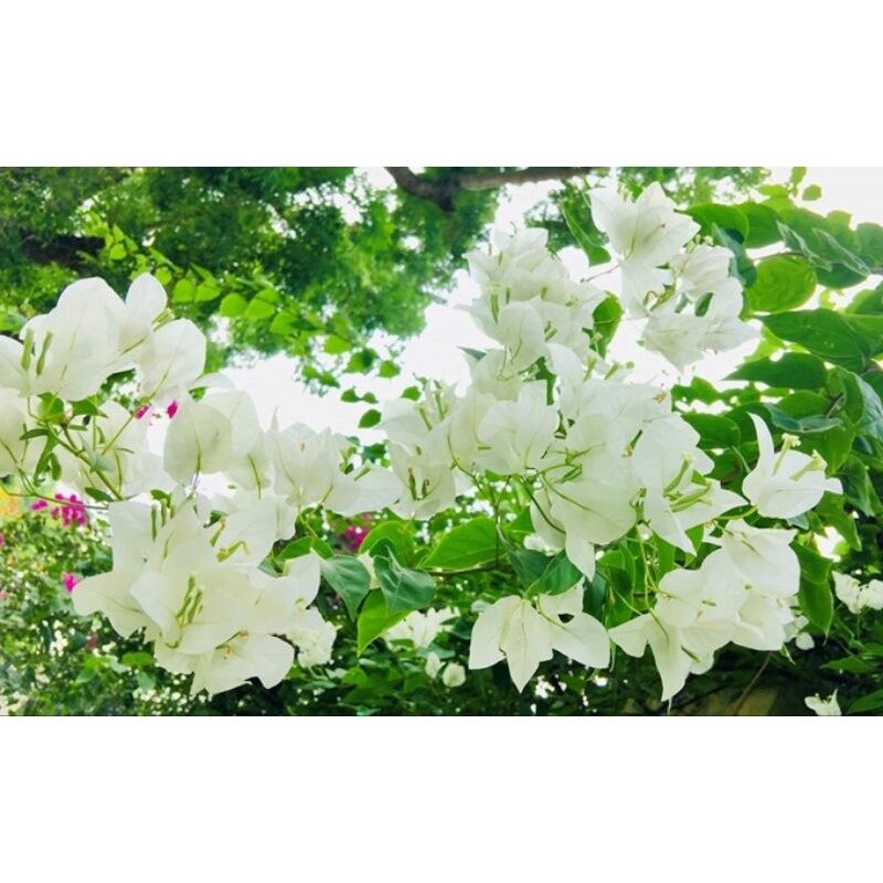 5 CÂY HOA GIẤY MIX ĐỦ MÀU