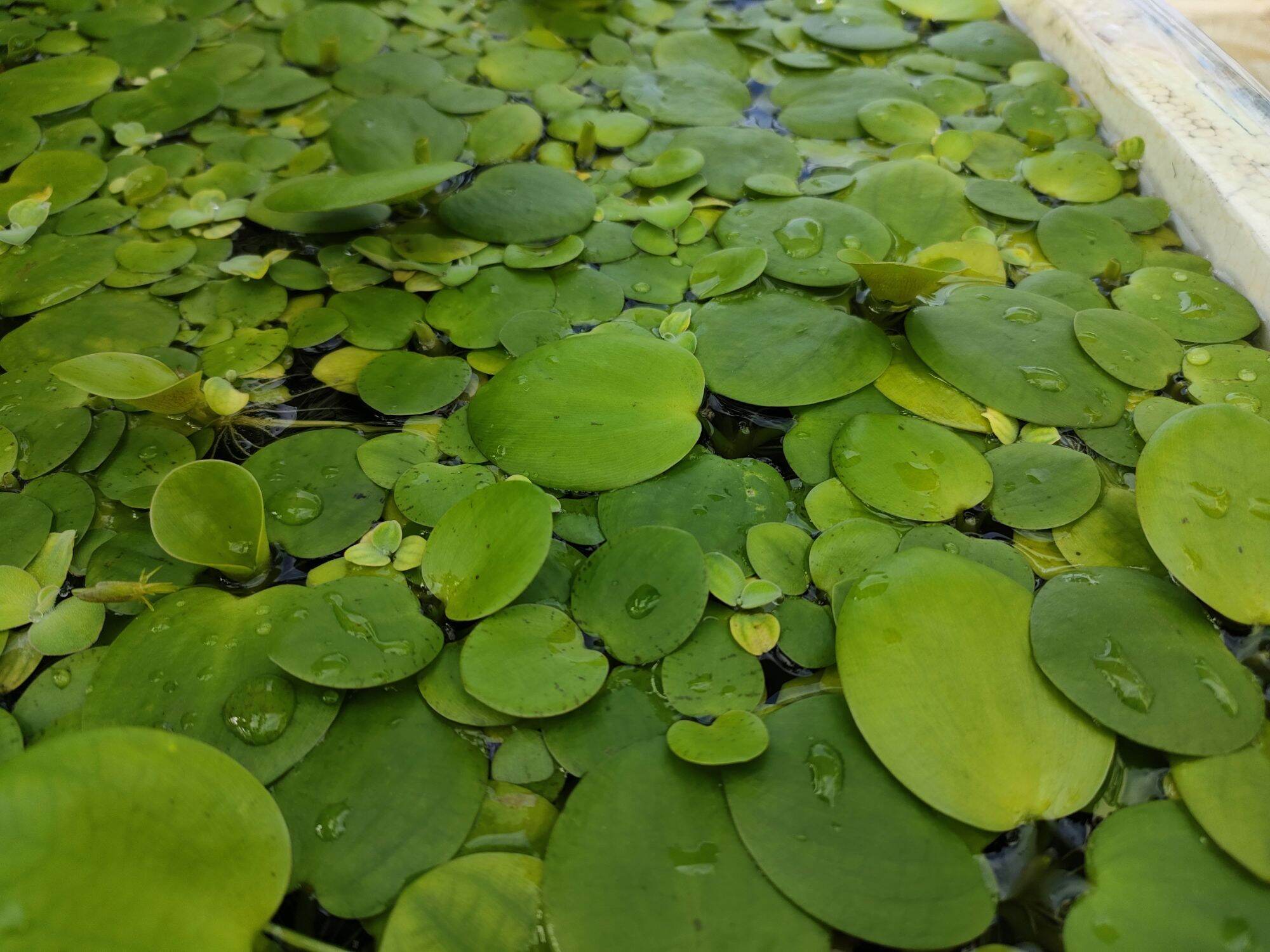 Bèo Nhật thủy sinh size to 5-10cm,