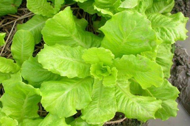 Hạt giống xà lách dún dễ trồng chịu nhiệt tốt - gói 10gr