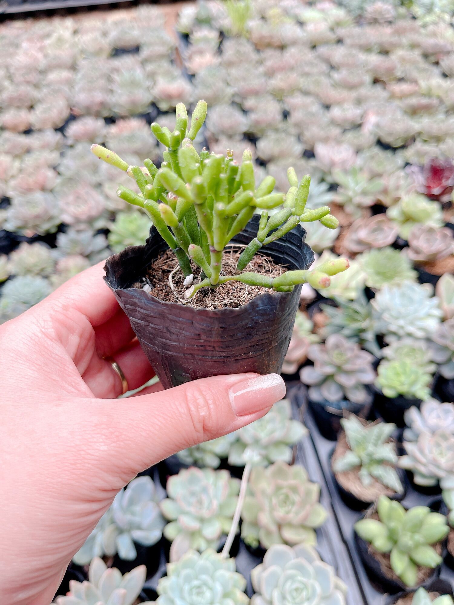 Sen đá hạt gạo size bầu 3-5 cm xuất vườn đà Lạt