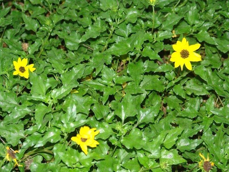 Cây sài đất tươi sạch (1kg) loại  tắm bé