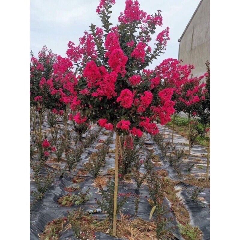 Cây Giống Hoa Tường Vy(1 bầu cây Giống)