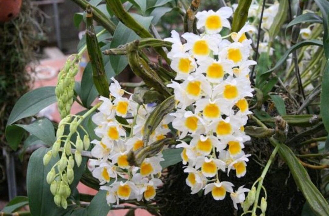 Cây giống Lan Kiều Mỡ Gà thân tím