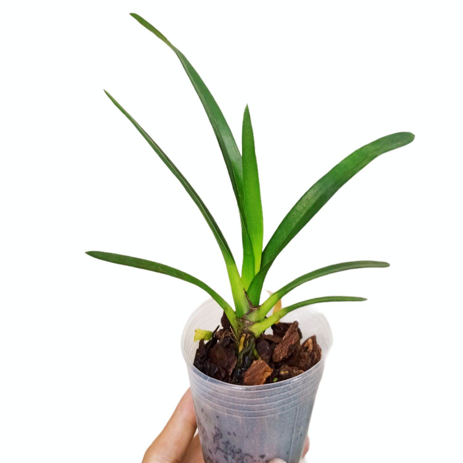 Lan kiếm Phan Trí Gieo Hạt cây tầm 15cm nay cây lớn hơn hình