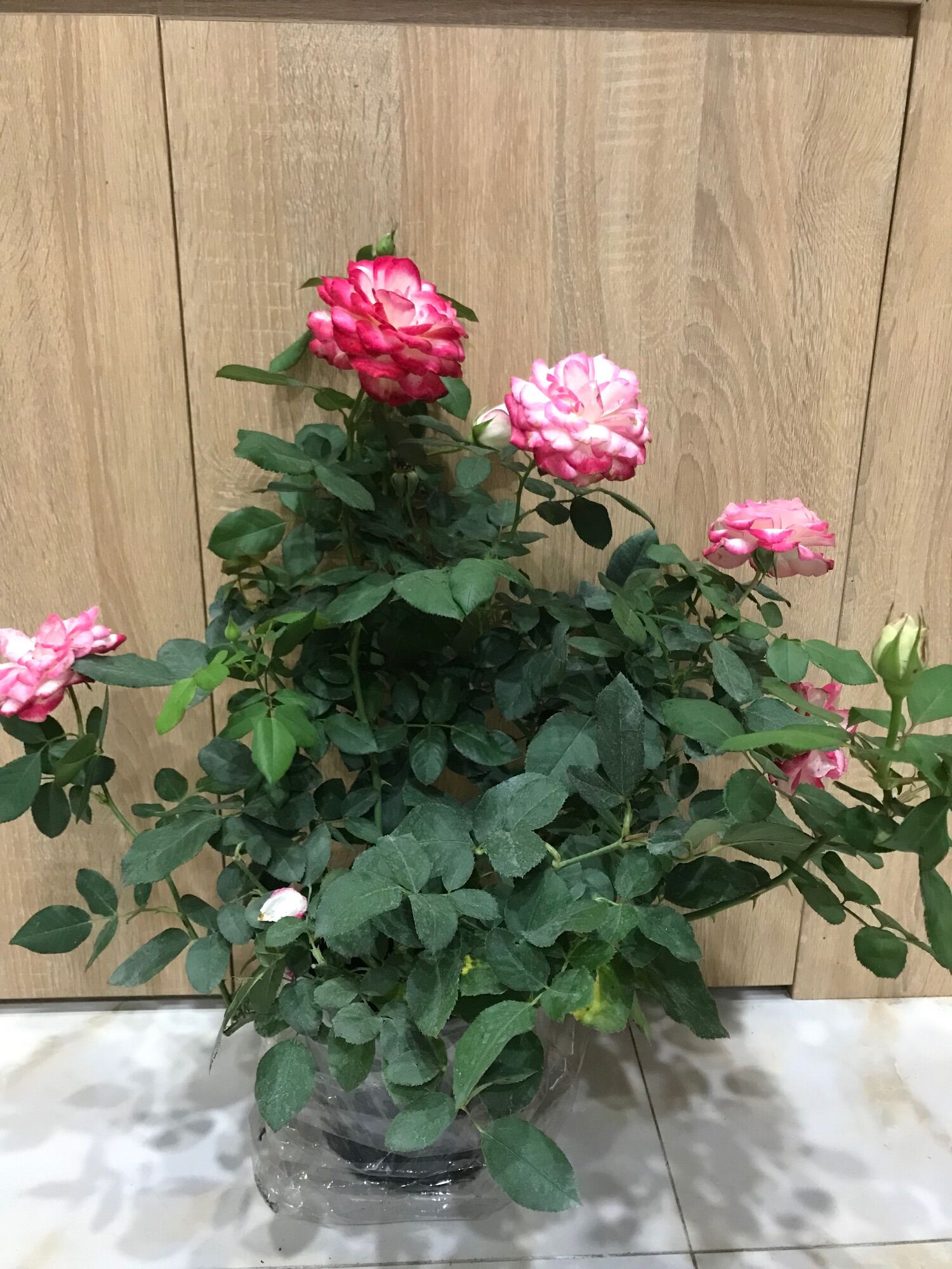 Hoa hồng ngoại Cherry rose