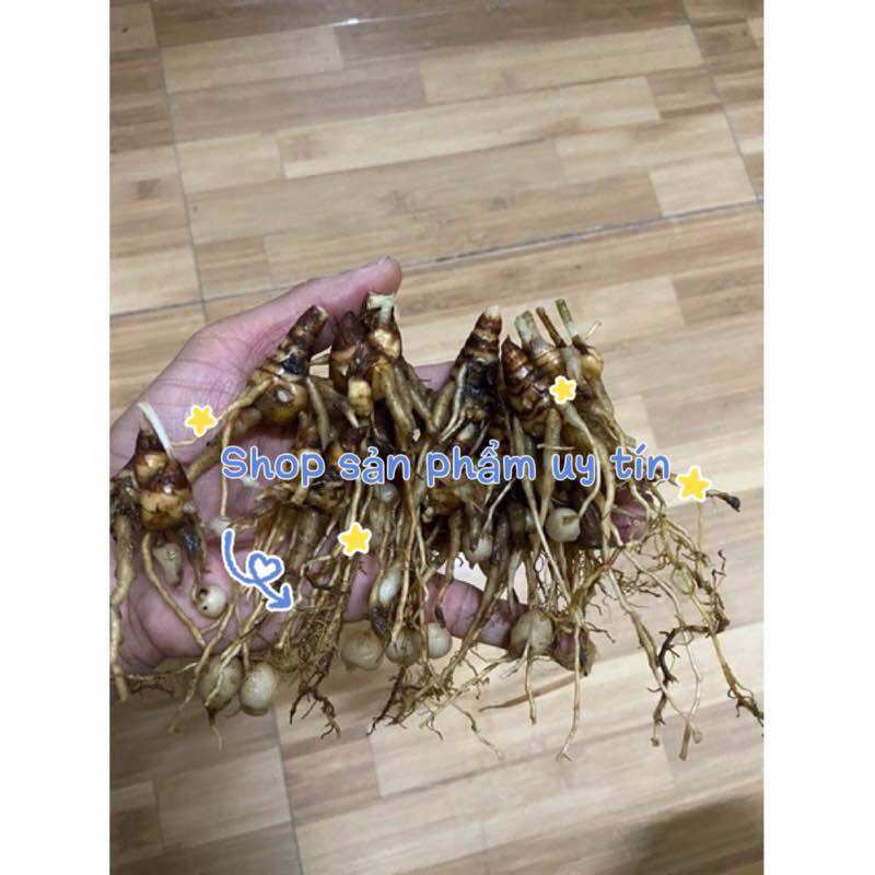 Cây tam thất rừng lá đỏ (củ giống)