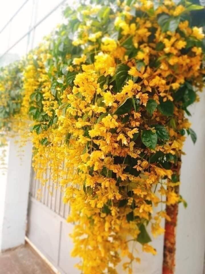 Cây giống hoa lan hoàng dương