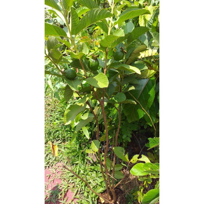 chậu cây ổi nữ hoàng cây đẹp mới về