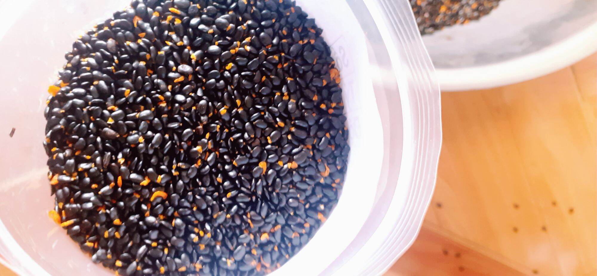 250 gram hạt giống keo tai tượng ( ban mê xanh tặng kèm phân )