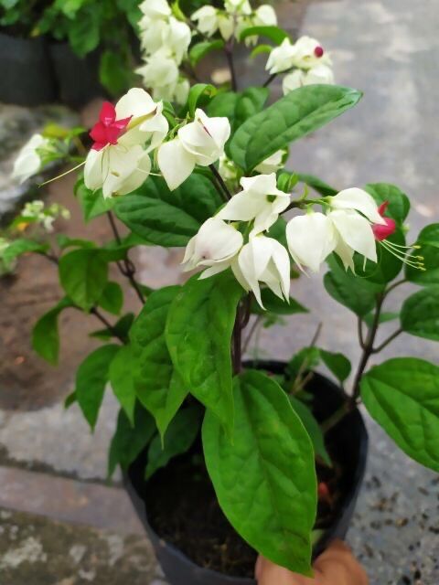 Cây hoa Ngọc nữ trắng