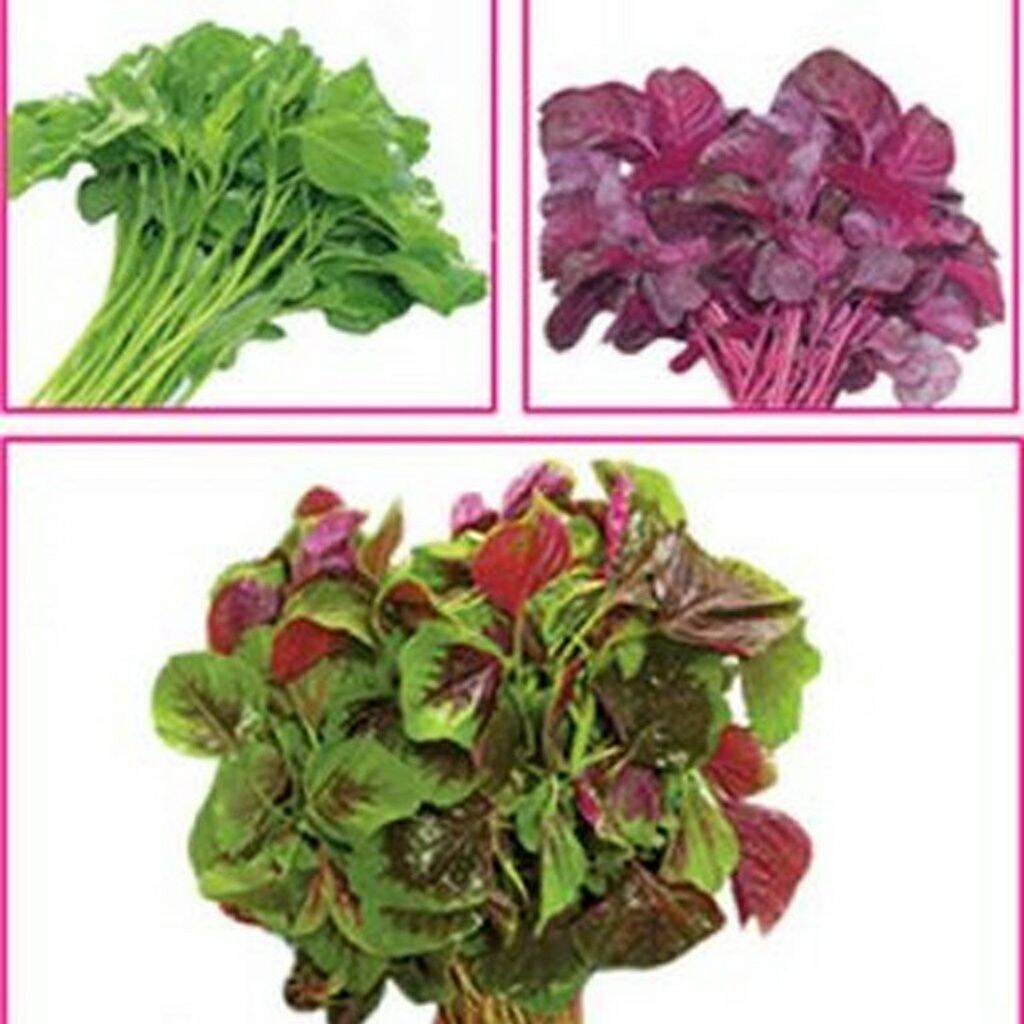 Hạt giống rau dền đỏ - gói 20gr