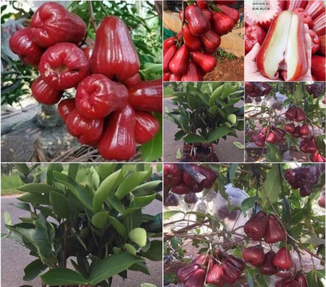 An Phuoc Plum Tree, Red Roi