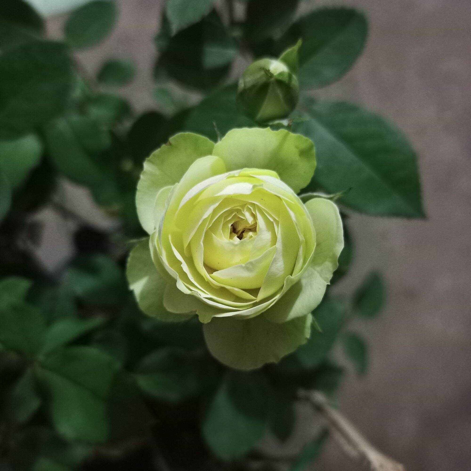 Hoa hồng creamy eden cao từ 40cm