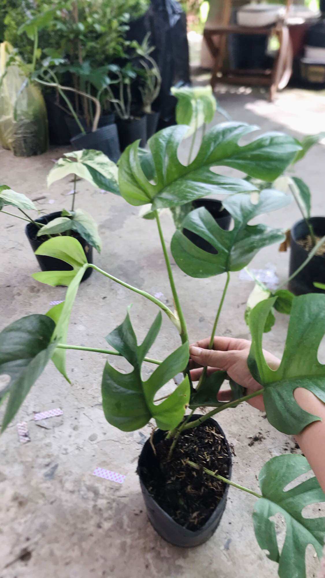 Cây trầu bà leo cột mon mini