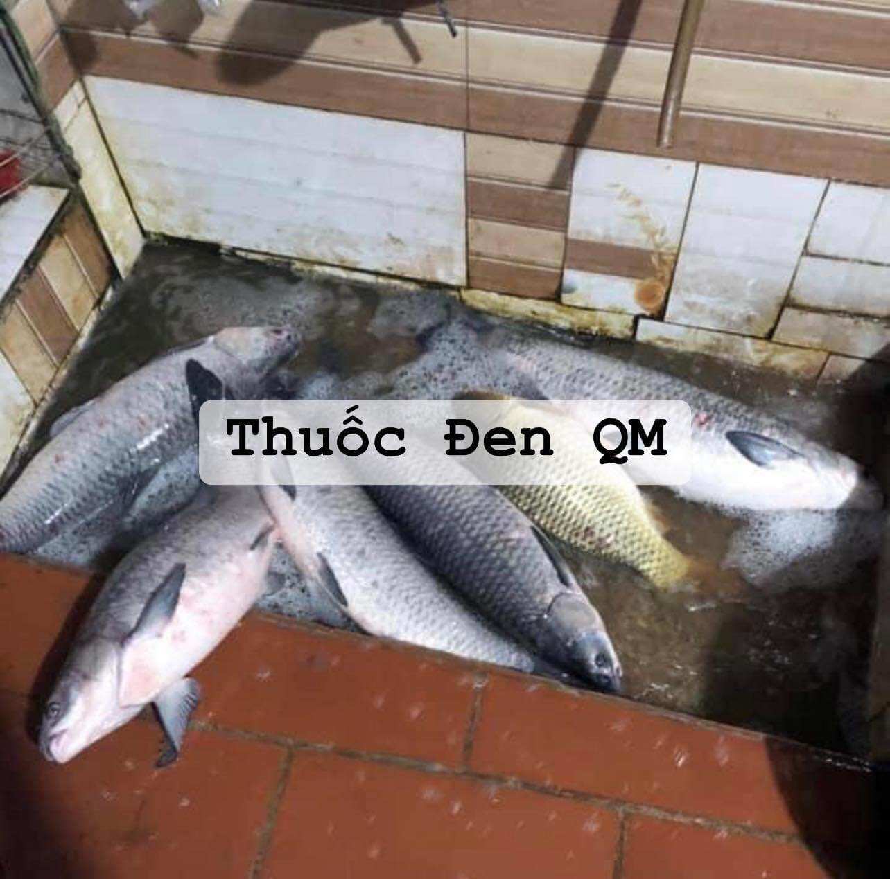 Mồi câu cá trắm đen và chép đặc biệt