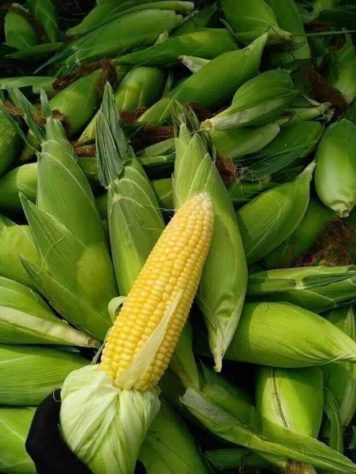 Hạt Giống Bắp Ngọt Gói 5gram