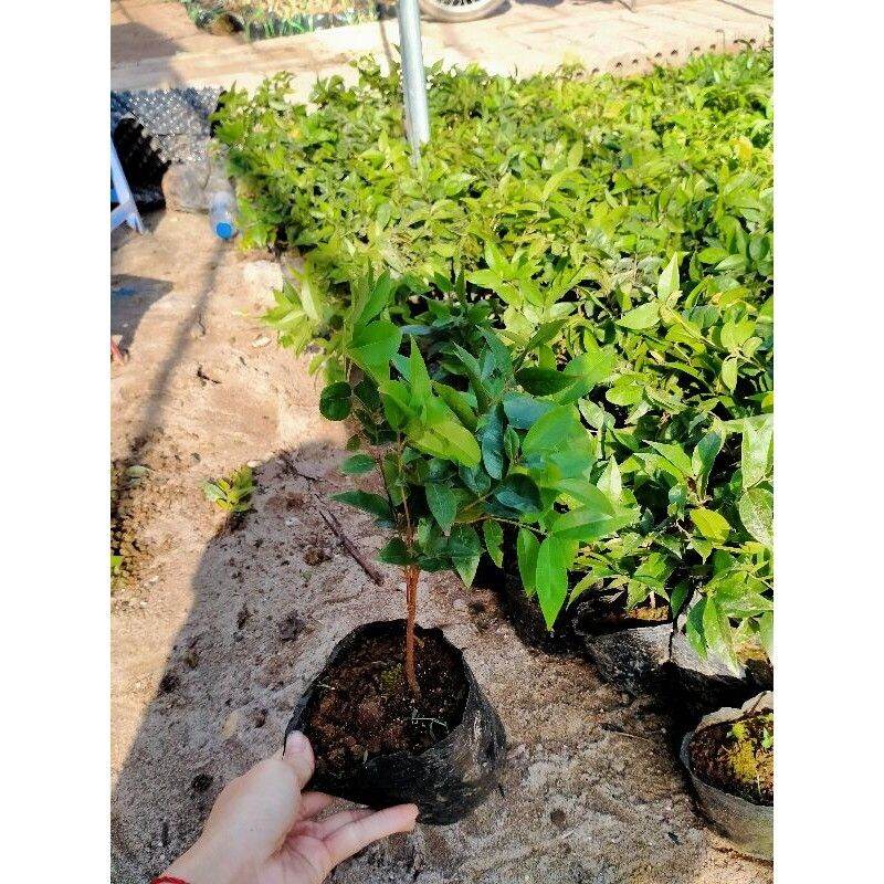 CÂY GIỐNG NHO THÂN GỖ 12 vụ quả đỏ