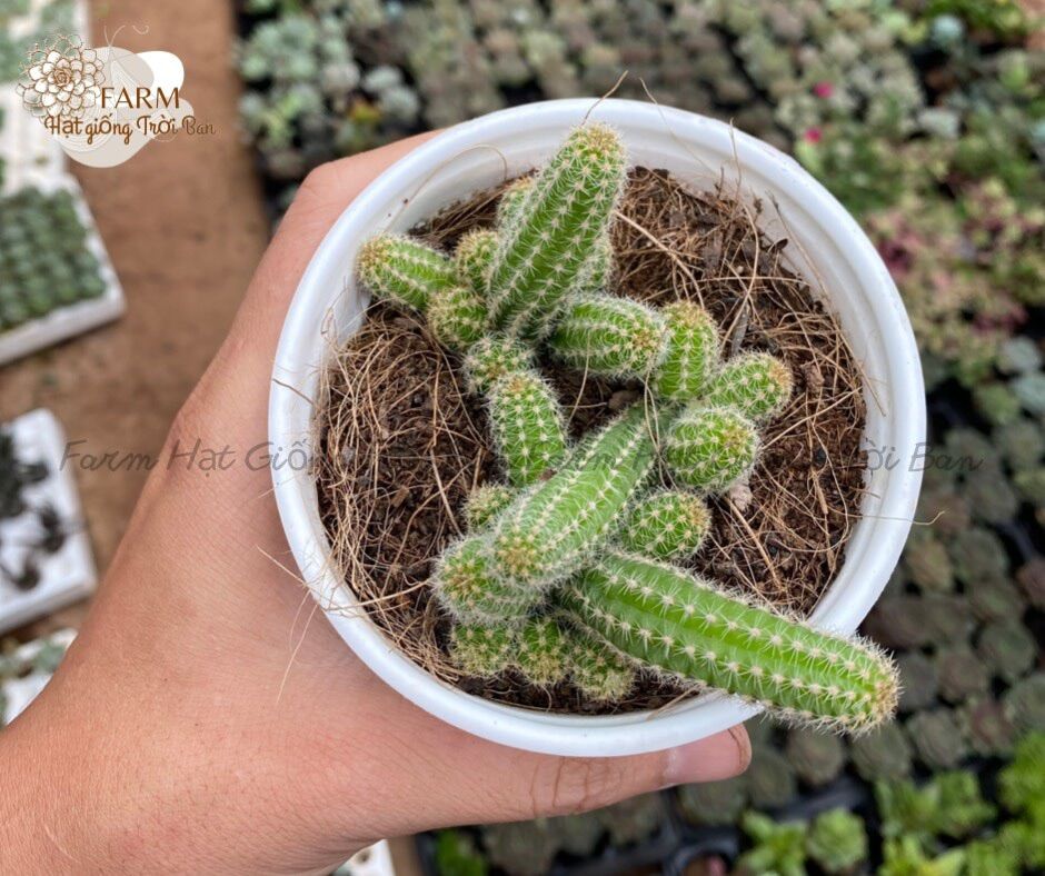 SEN ĐÁ RANDOM SIZE TRUNG BÌNH “HẠT DẺ’’ 9-12CM (1 CÂY)🏺MUA NHIỀU CHỌN KHÁC LOẠI (TỐI ĐA 5 LOẠI) 🌈