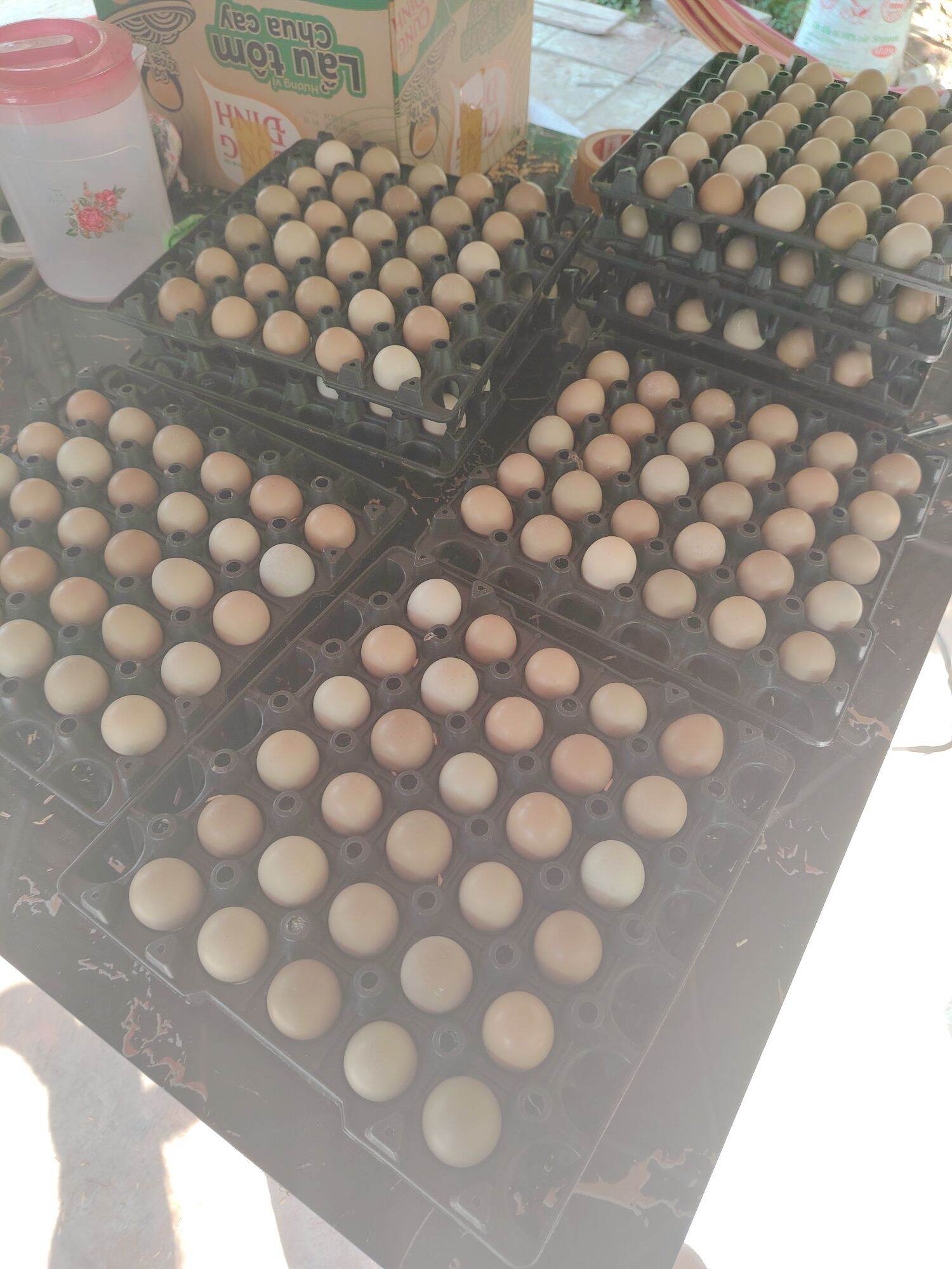 Trứng chim Trĩ Combo 20 quả ăn bồi bổ