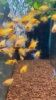1 con cá phượng hoàng vàng nóng bỏng dễ nuôi không cần oxi - ảnh sản phẩm 1