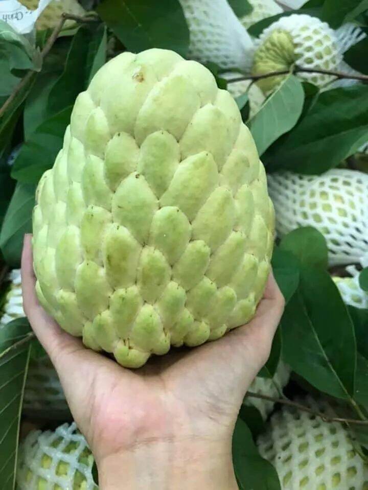 1 CÂY NA THÁI. BẦU ĐẤT TO, NHÁNH CHO NHIỀU TRÁI
