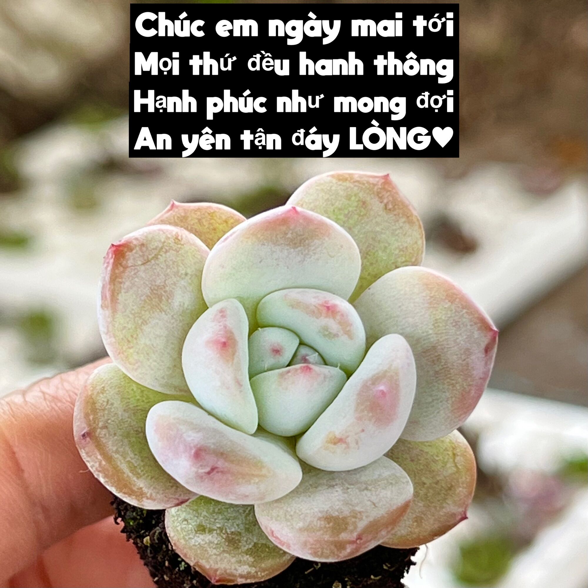 Cây sen đá monroe size mini 2-2,5cm cây cảnh trang trí nhà cửa thuanphat garden