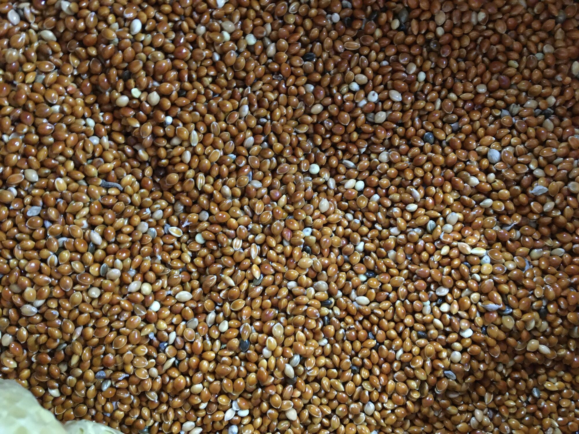 Hạt kê đỏ to bóng đẹp 1kg