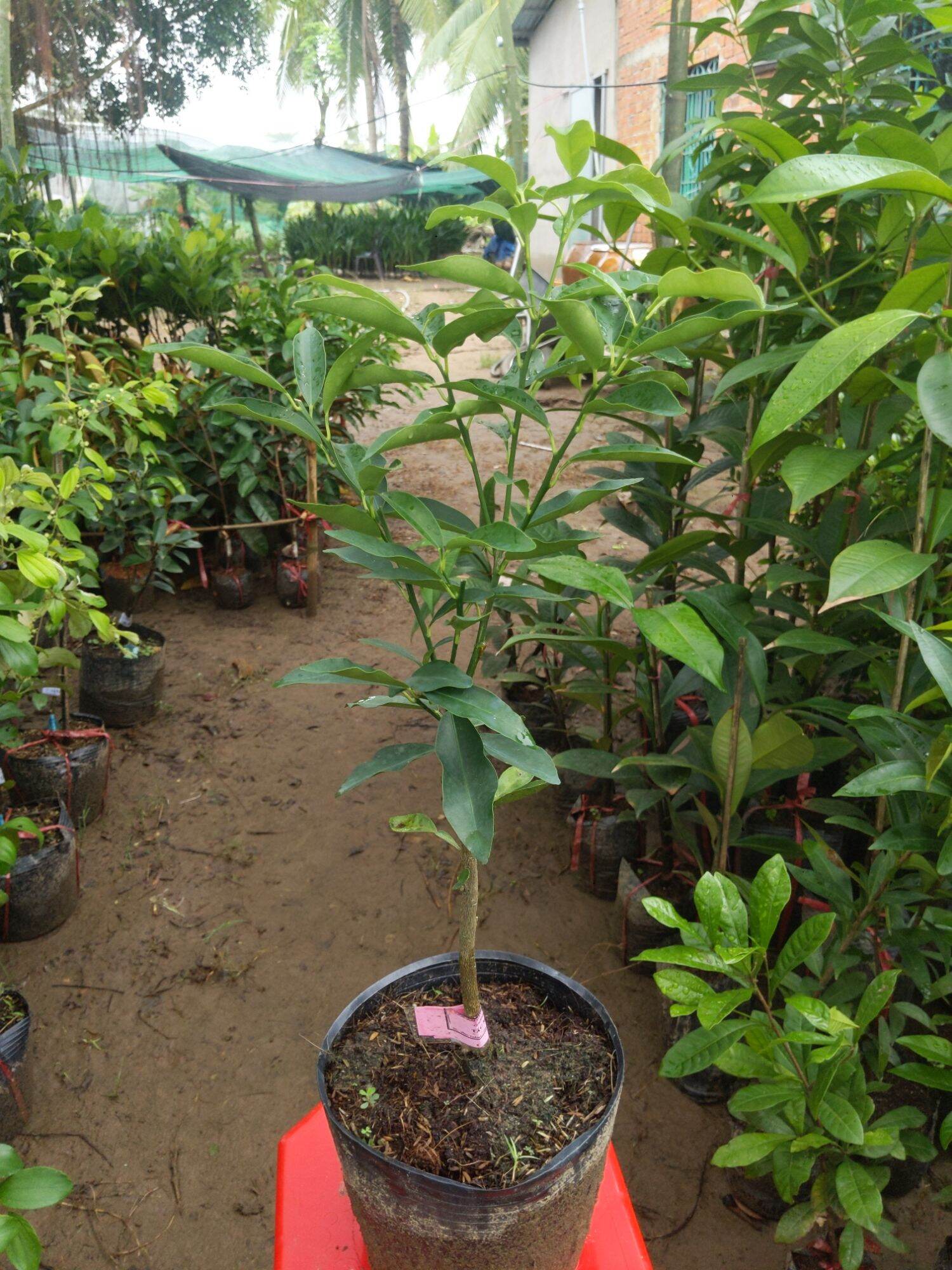 Cây giống Tắc Mỹ ( tắc ngọt)