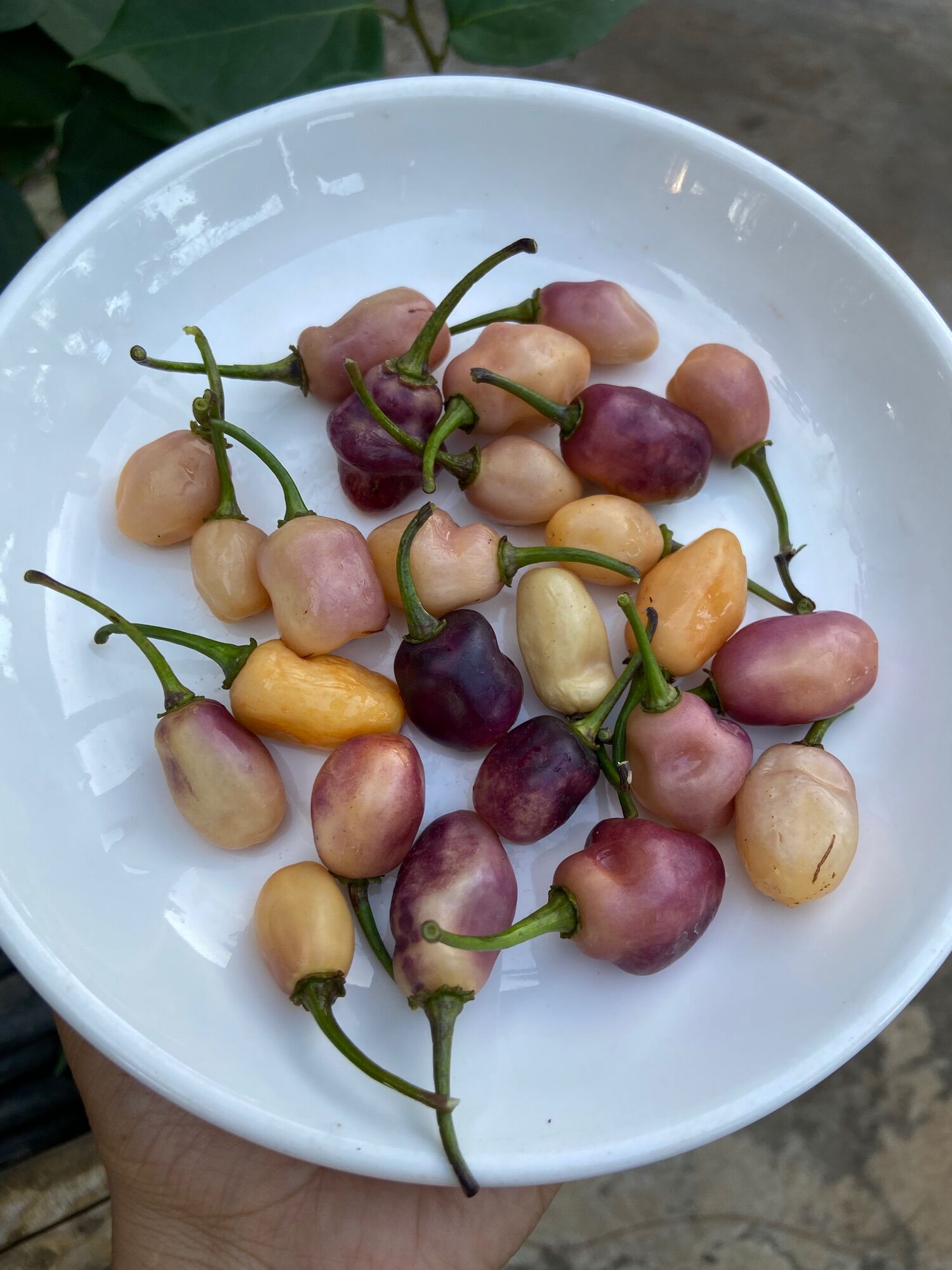 Quả ớt Roxa Lanter, ớt ngọt ít cay, hương vị trái cây rất thơm, hạt tách gieo giống