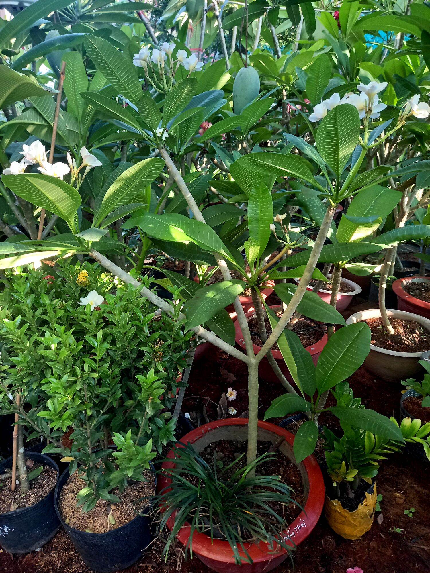 cây sứ đại thái hoa thơm