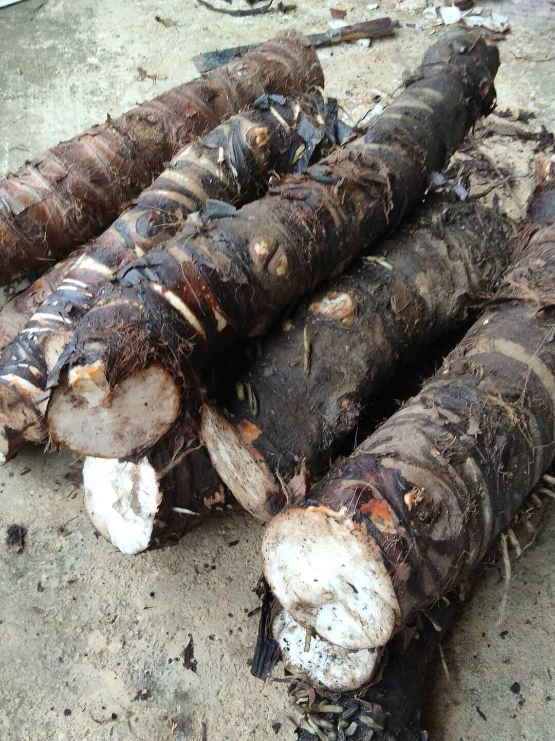5kg củ bạc hà núi chuẩn củ đào núi, củ to, già chắc nịch